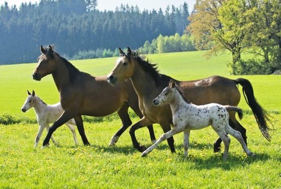 Puzzel Box Paarden